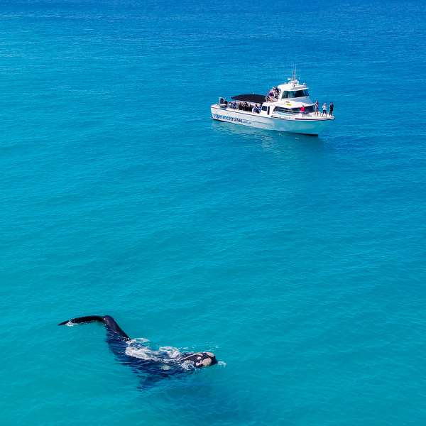 Southern Conquest and Whale