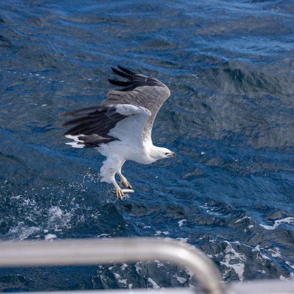 Esperance Island Cruises-5