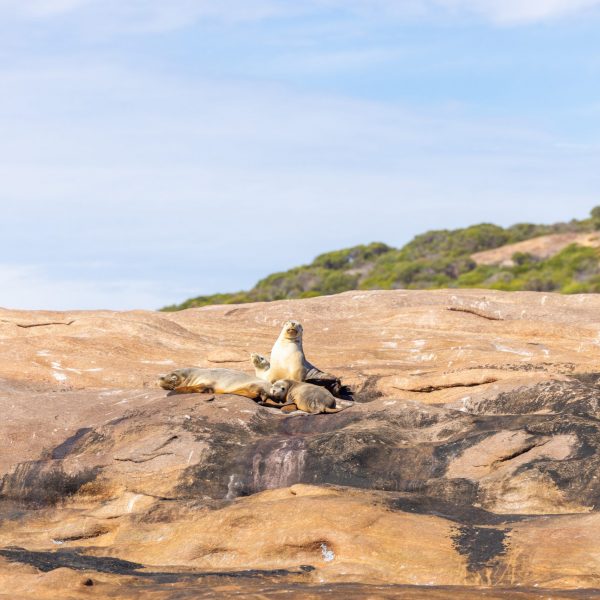 Esperance Island Cruises-7