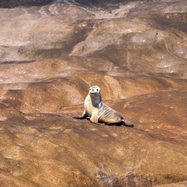 Esperance Island Cruises-9